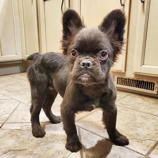 Fluffy Oliver - French Bulldog