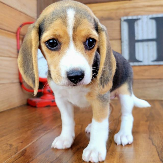 GiGi - Beagle