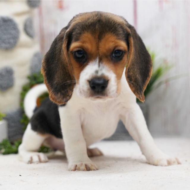 Clara - Beagle