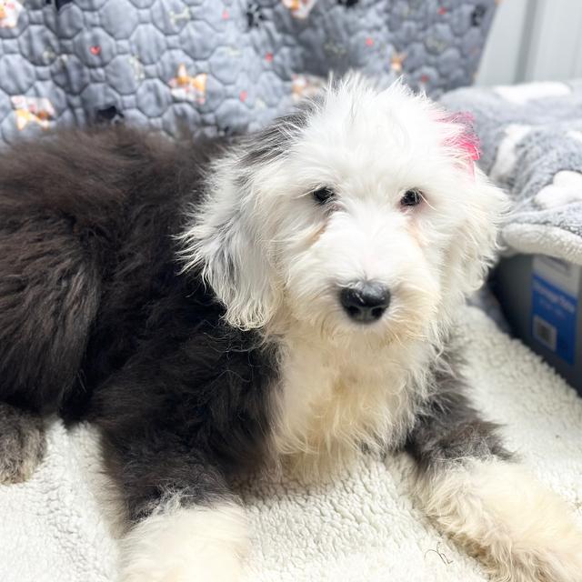 Evie - Old English Sheepdog