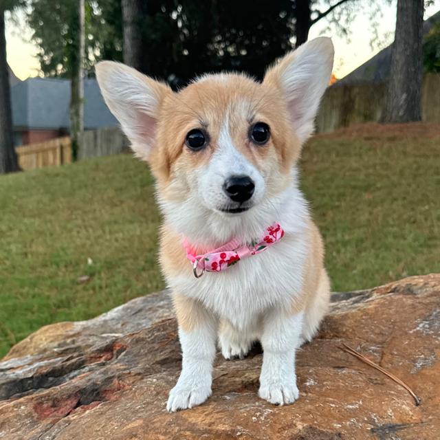 Molly - Pembroke Welsh Corgi