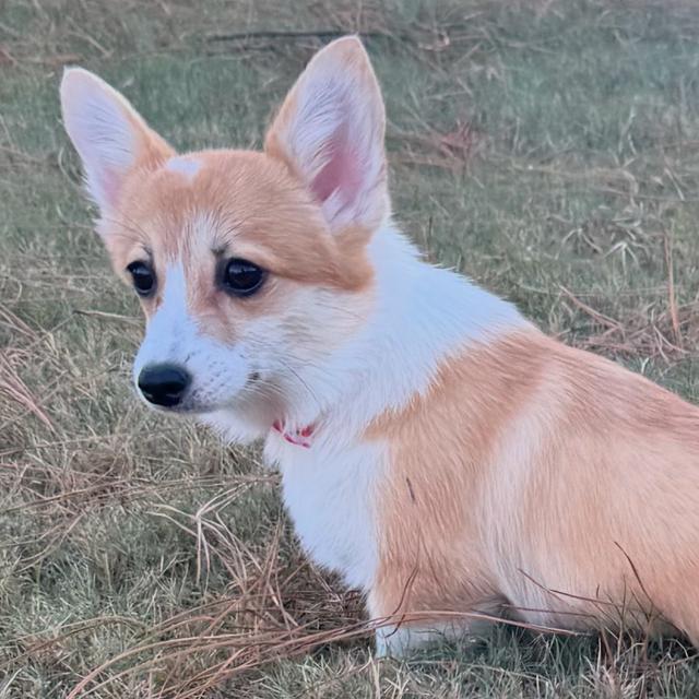 Molly - Pembroke Welsh Corgi