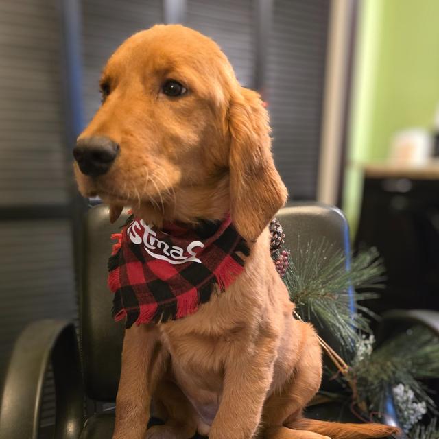 Aspen - Golden Retriever