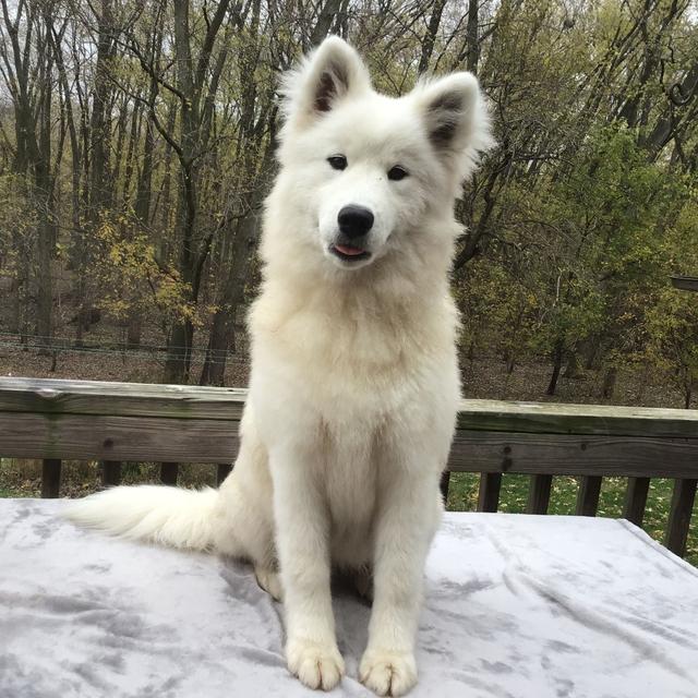 Cici - Samoyed