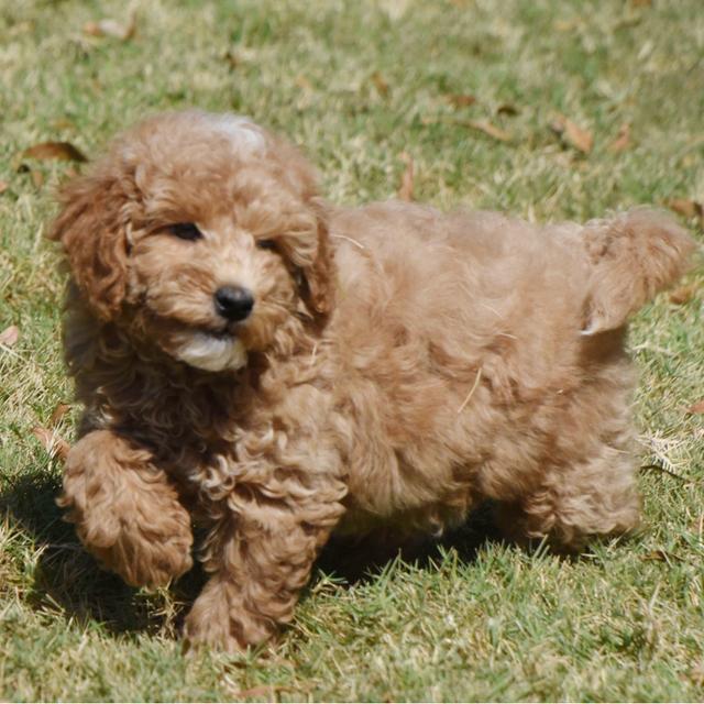 Pixie - Labradoodle