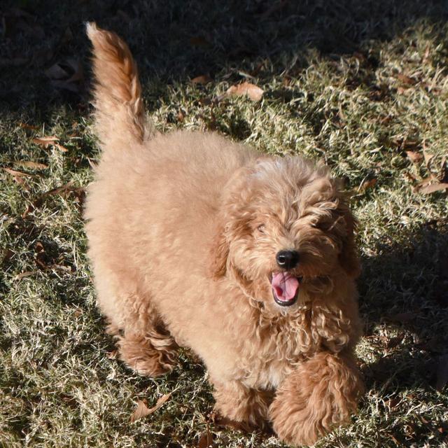 Pixie - Labradoodle