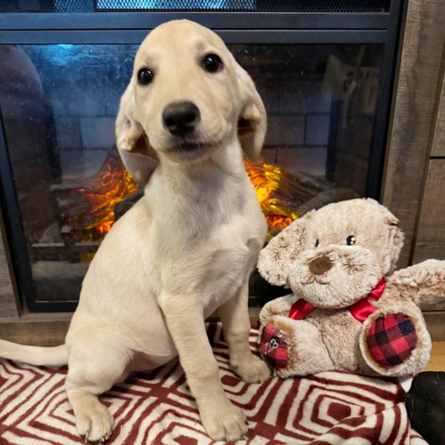 Lacy - Labrador Retriever