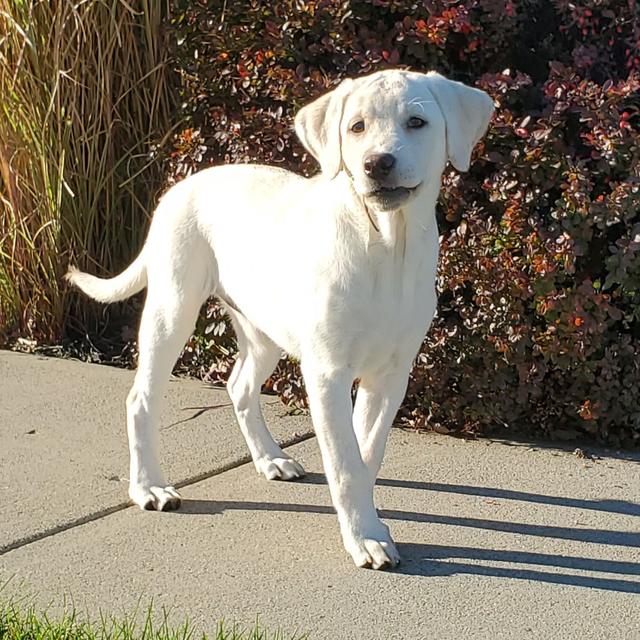 Oakleigh - Labrador Retriever