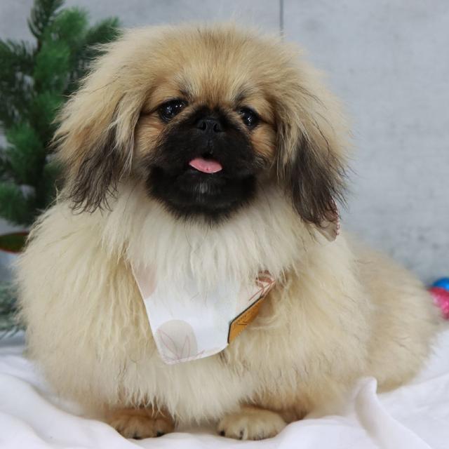 Cyra - Pekingese