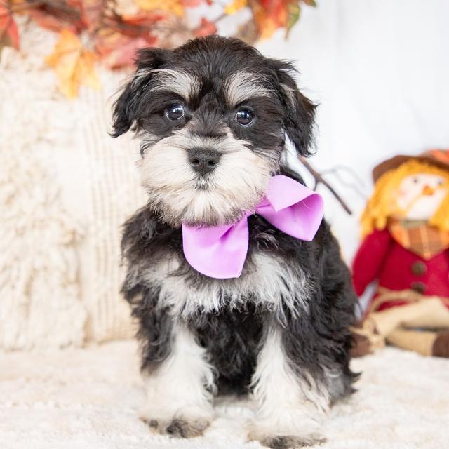 Uma - Miniature Schnauzer