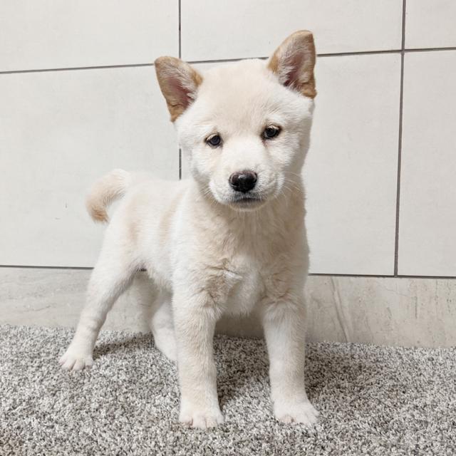 Sugar - Shiba Inu