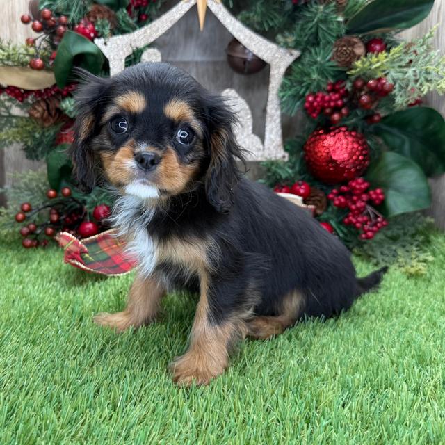 Nudge - Cavalier King Charles Spaniel