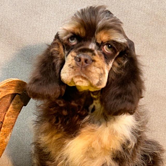 Angel - Cocker Spaniel