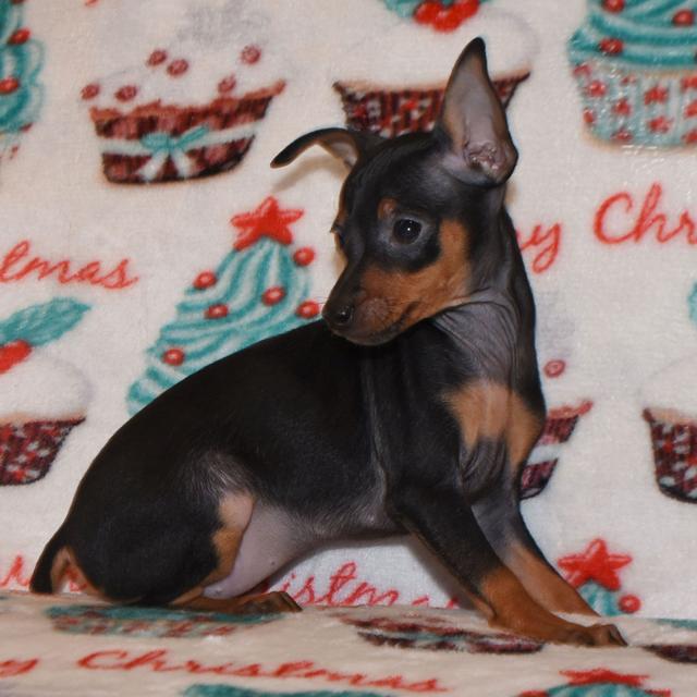 Bling - Miniature Pinscher