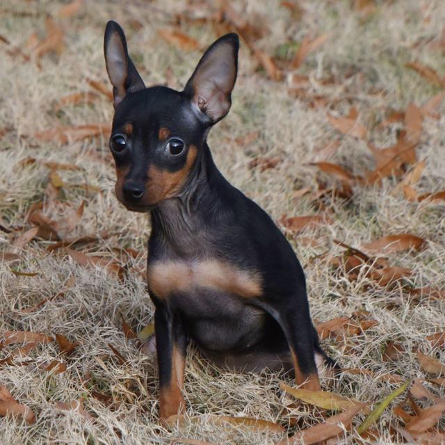 Bling - Miniature Pinscher