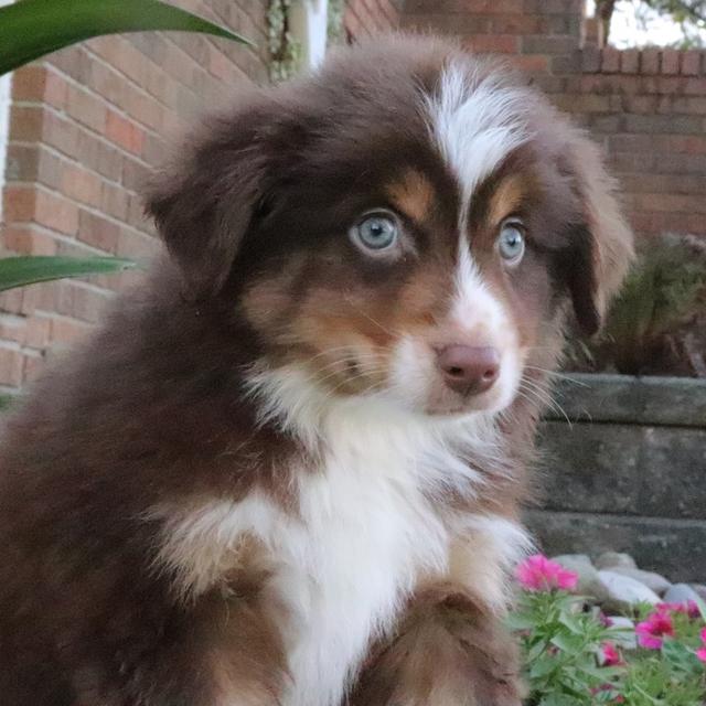 Hudson - Australian Shepherd