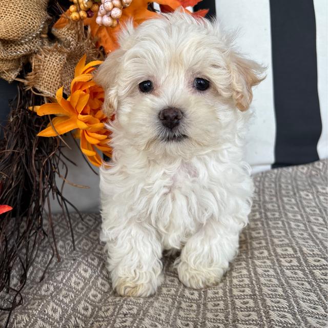 Ginger - Maltipoo