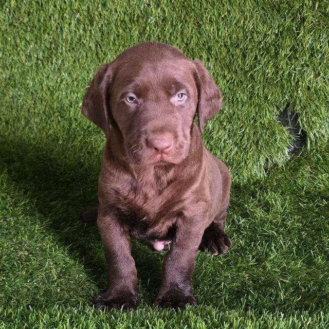 Rudolph - Labrador Retriever