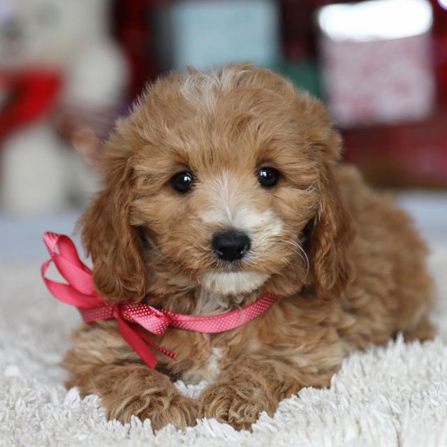 Amber - Goldendoodle