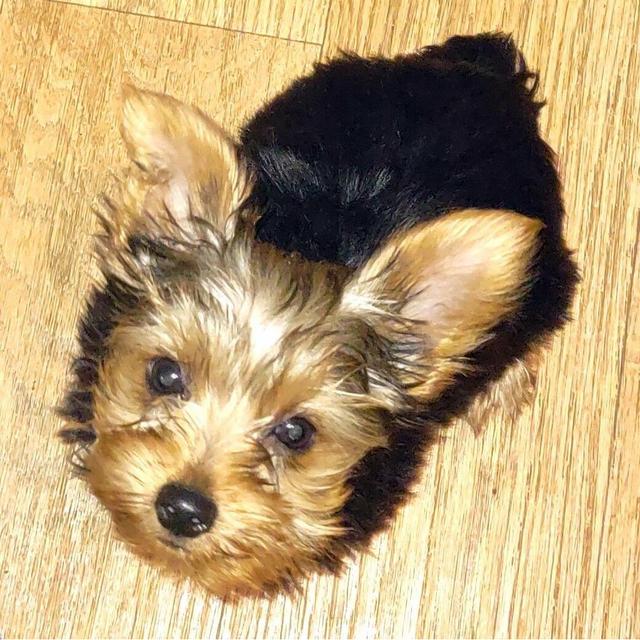 Hoss - Yorkshire Terrier