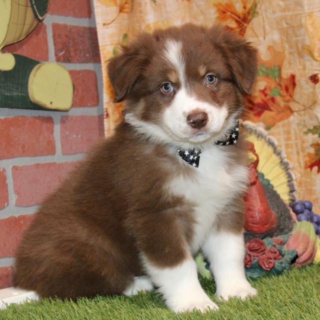 Pierce - Australian Shepherd