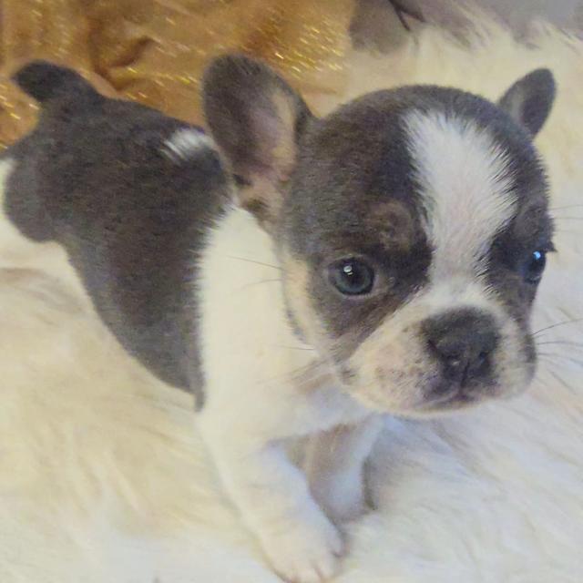 Cowlee - French Bulldog