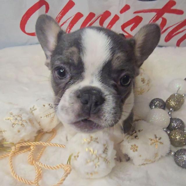 Cowlee - French Bulldog