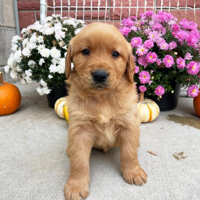 Pongo - Golden Retriever