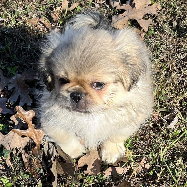 Kirby - Pekingese