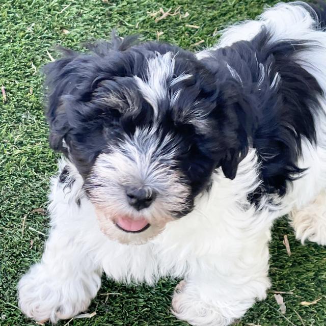 Vuitton - Havanese