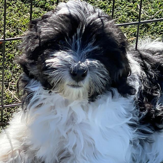 Vuitton - Havanese