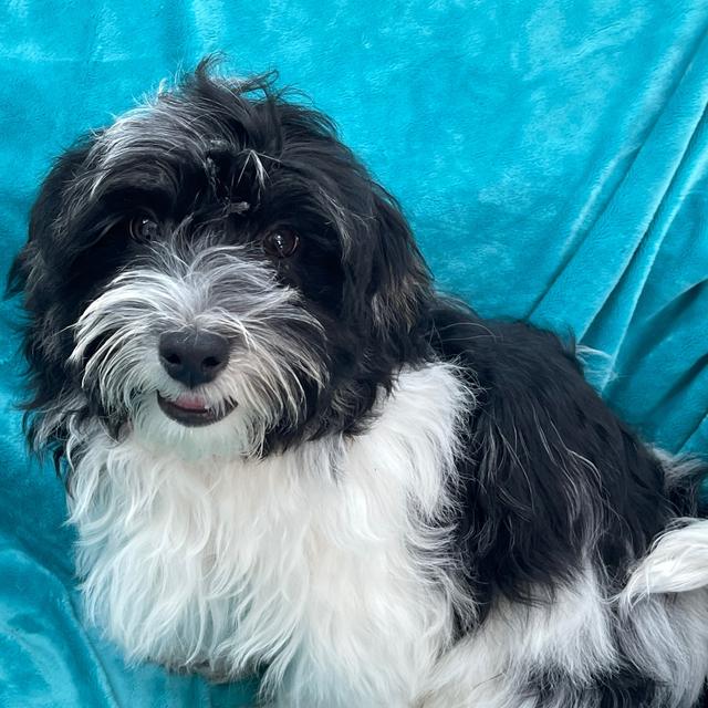 Vuitton - Havanese