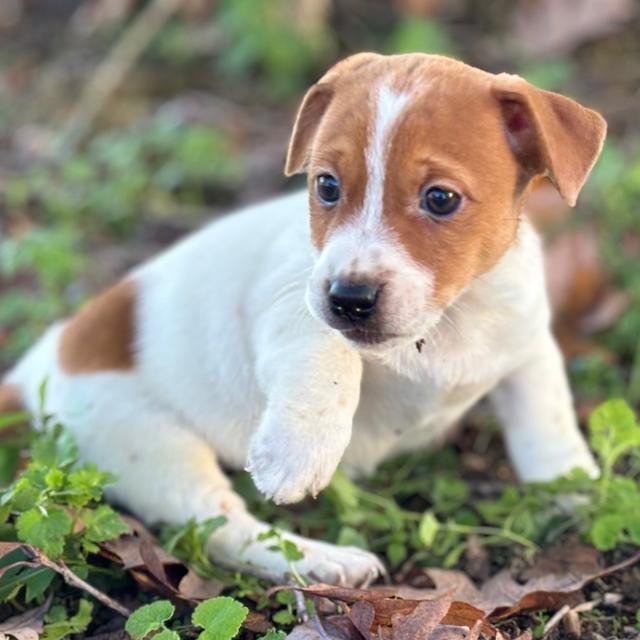 Cece - Jack Russell Terrier