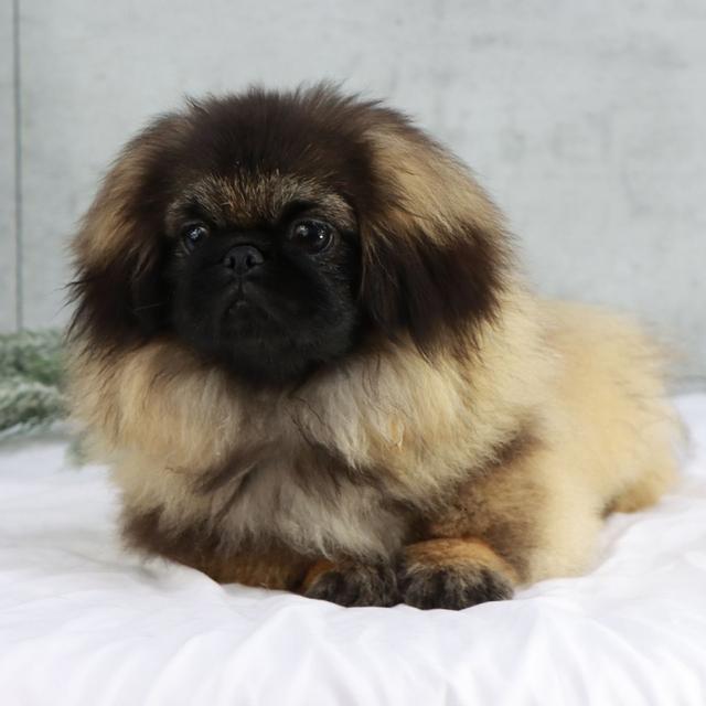 Dolly - Pekingese