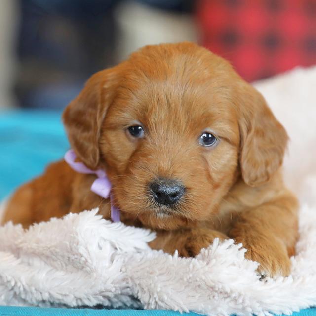 Betsy - Goldendoodle