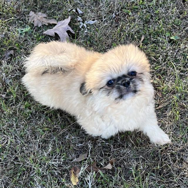 Elmo - Pekingese