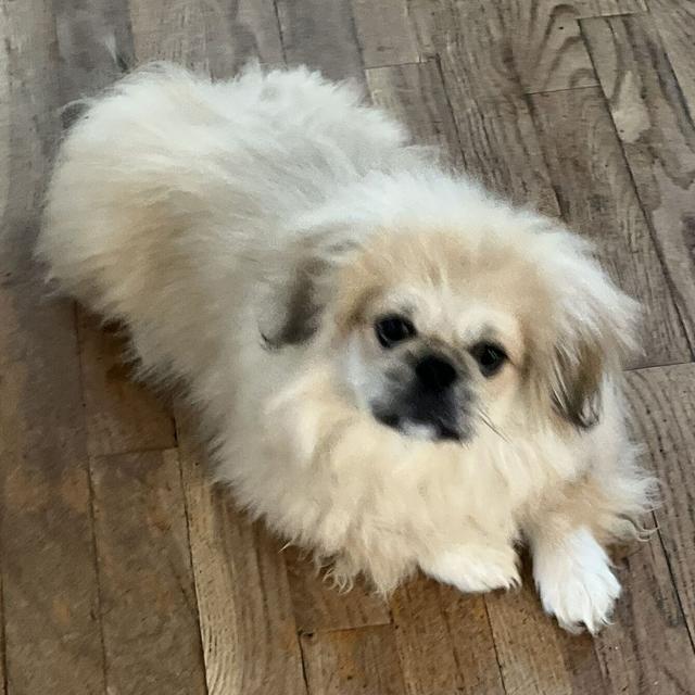 Elmo - Pekingese