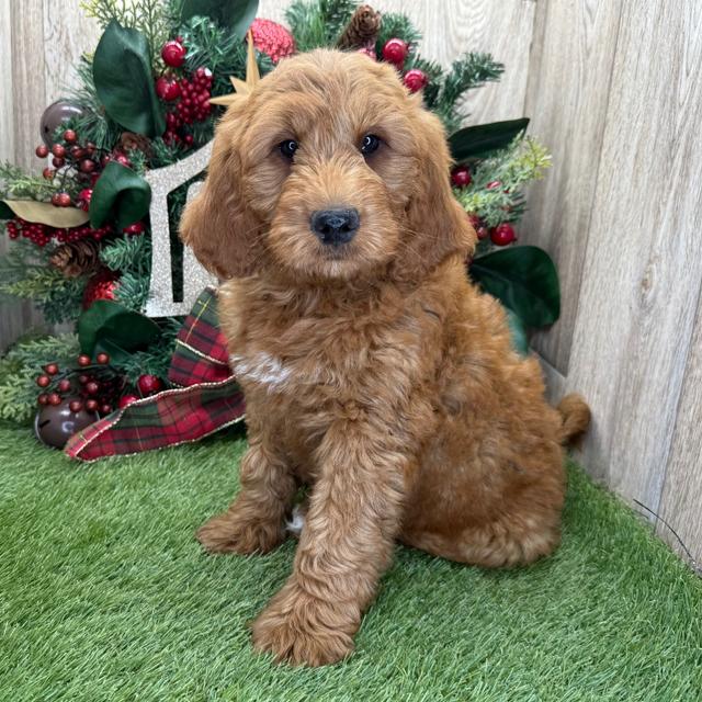 Tiras - Goldendoodle