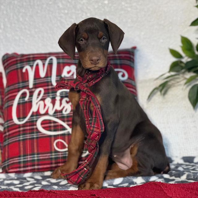 Alpha - Doberman Pinscher