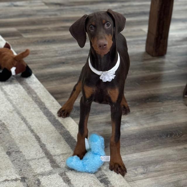 Alpha - Doberman Pinscher