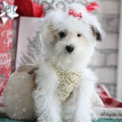 Shae - Maltipoo