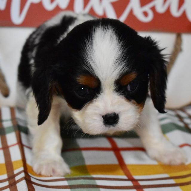 Ryan - Cavalier King Charles Spaniel