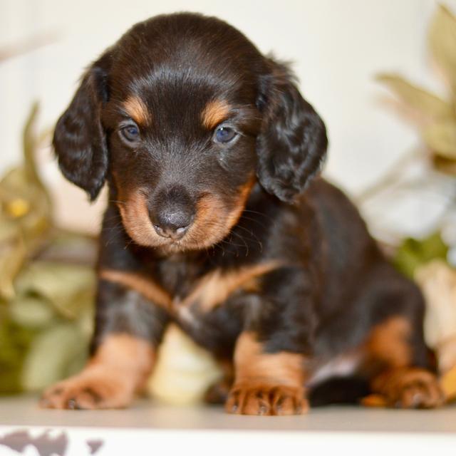 Owen - Dachshund