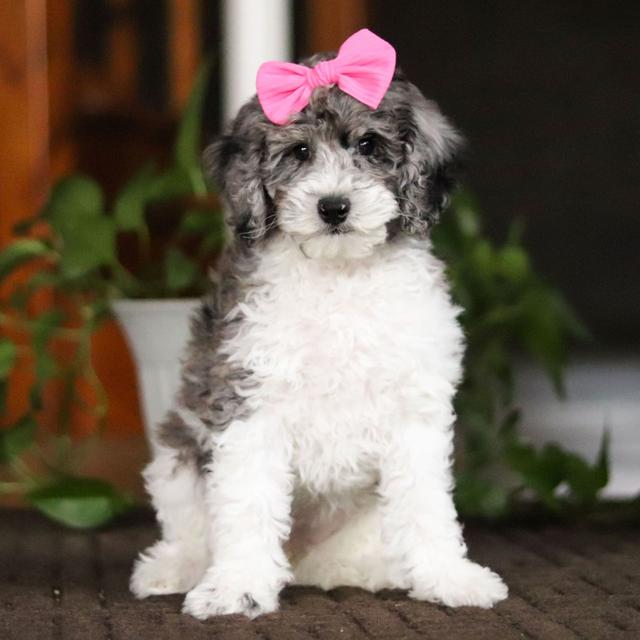 Sage - Bichonpoo