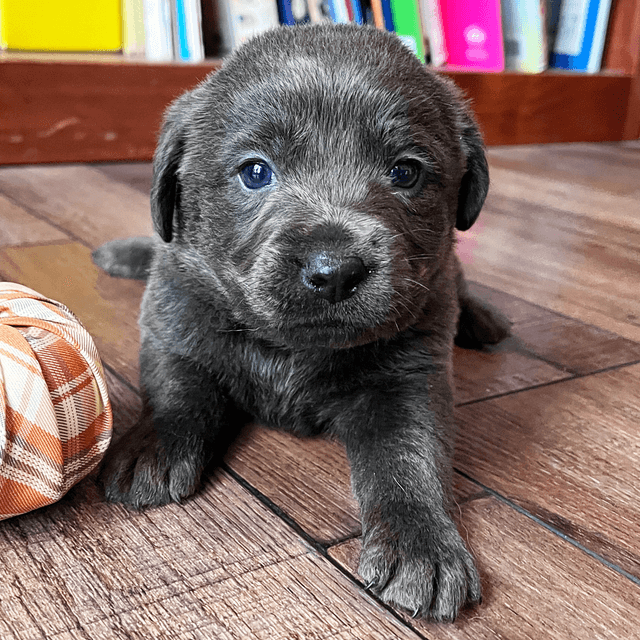 Gomer - Labrador Retriever