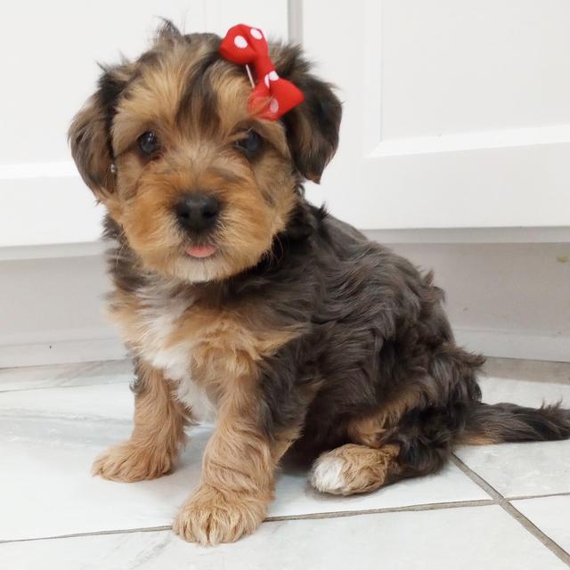 Chad - Yorkiepoo