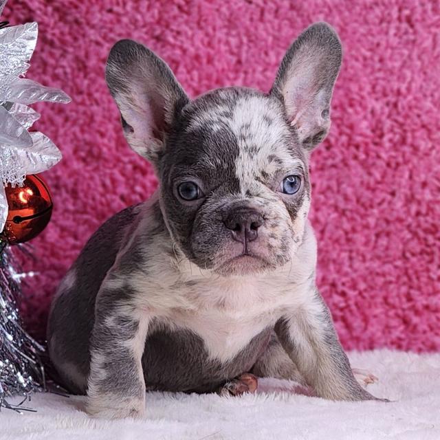 Leonardo - French Bulldog