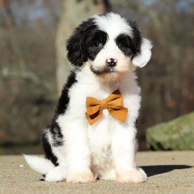 Chase - Sheepadoodle