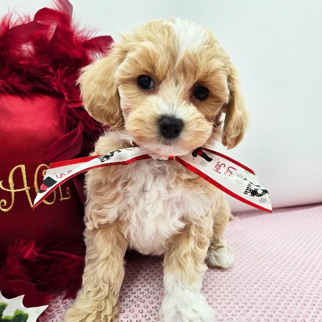 Moe - Maltipoo