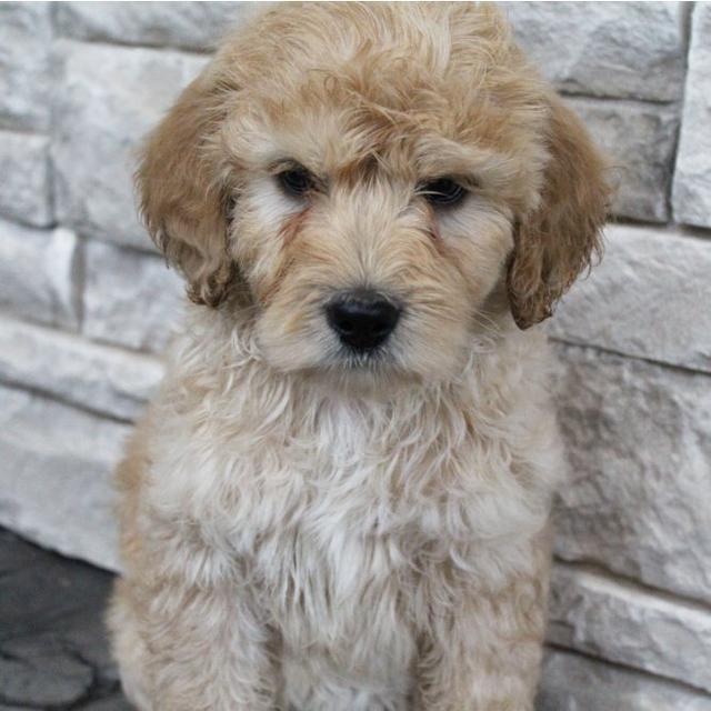 Clara - Labradoodle